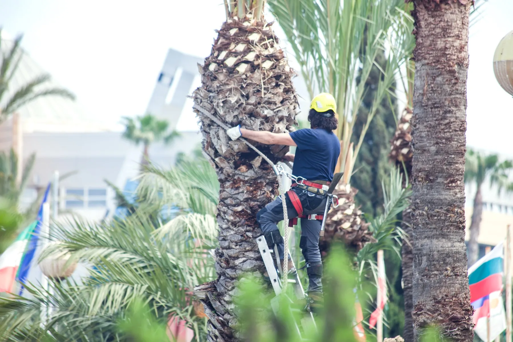 Palm Tree Skinning Palm Tree Skinning Phoenix Professionals AZ Palm