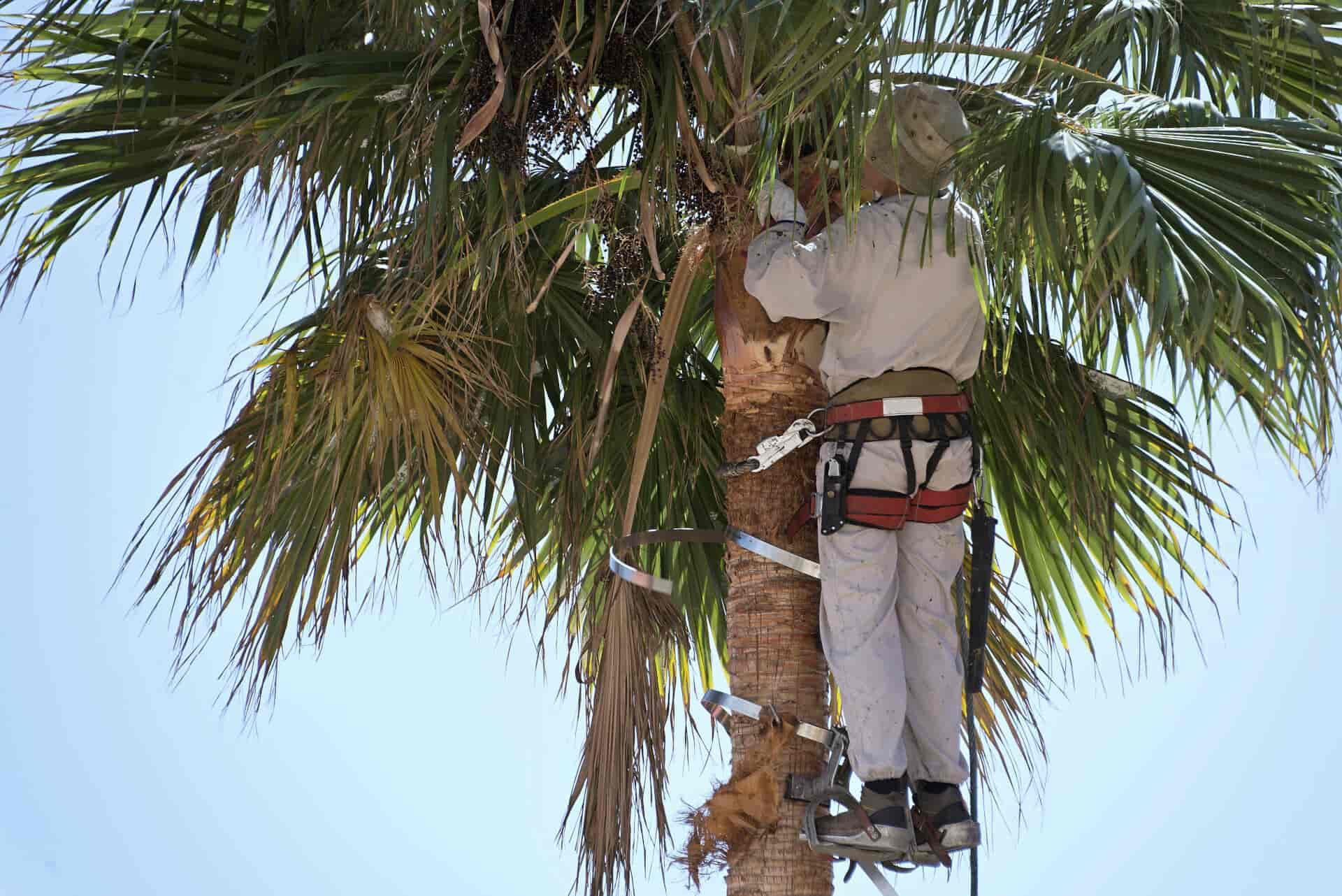 commercial palm trimming phonenix