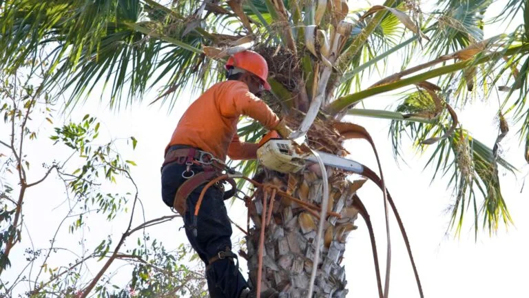 palm tree skinning phoenix az