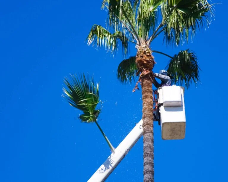 Palm Tree Trimming