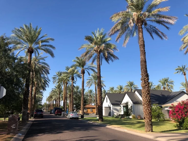 Palm Tress Trimming Arizona