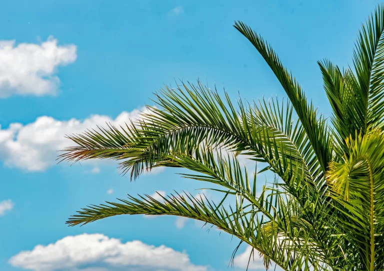 Healthy palm tree under a clear Arizona sky showing proper fertilization care