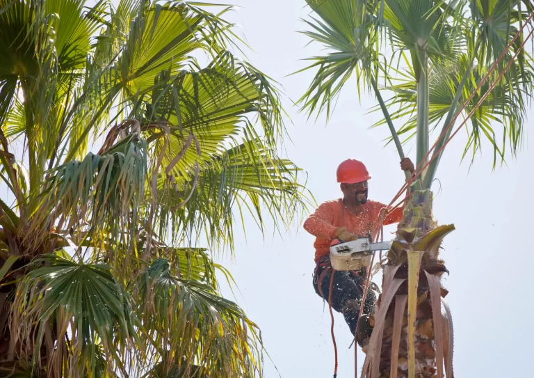 Worker using proper techniques to safely trim an Arizona palm tree and maintain healthy growth.