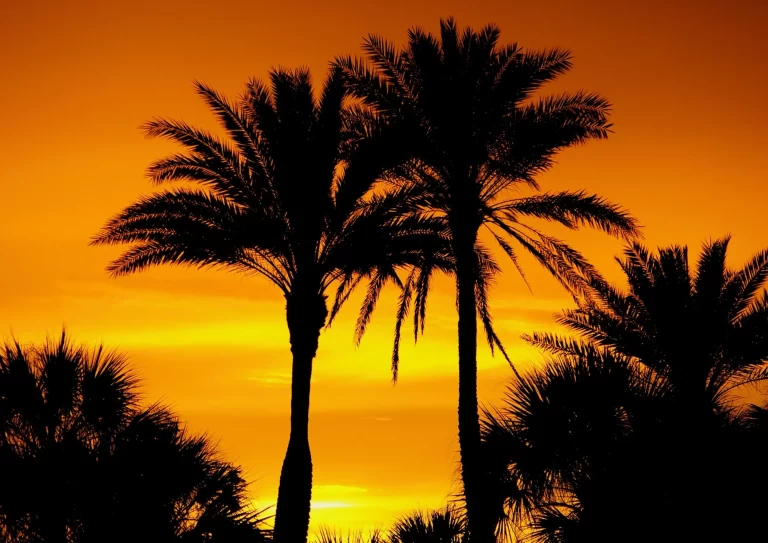 Silhouette photo of tall palm trees at sunset in Arizona, representing care tips for Mexican Fan, Date, and Canary Island Date palms.