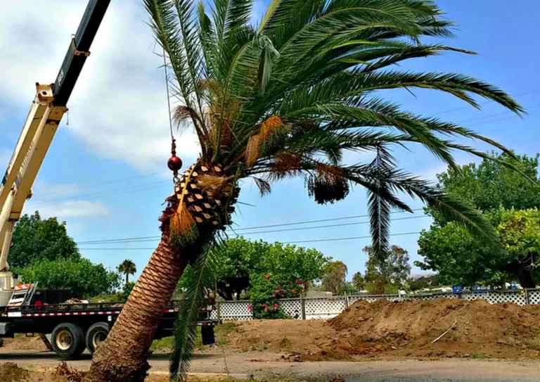 Professional arborist removing a dying palm tree in Arizona, showing signs of decay and damage.