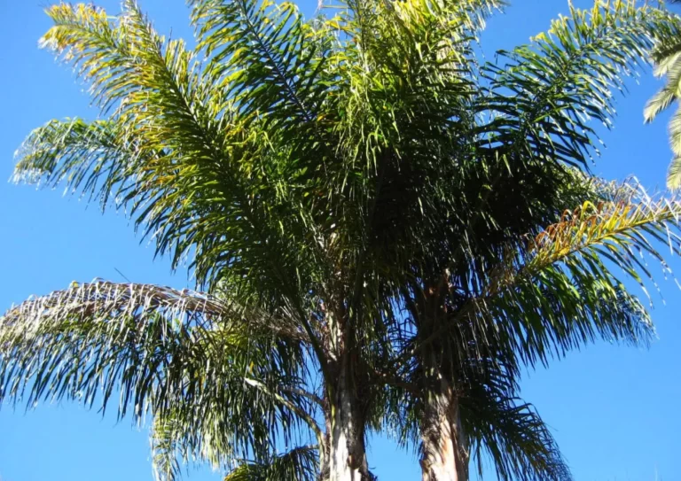 Queen palm tree thriving in Arizona desert conditions, ideal species for Phoenix and Scottsdale by AZ Palm Trimmers