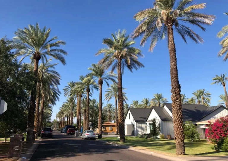 Mature palm tree in Arizona, illustrating longevity and maintenance advice from AZ Palm Trimmers