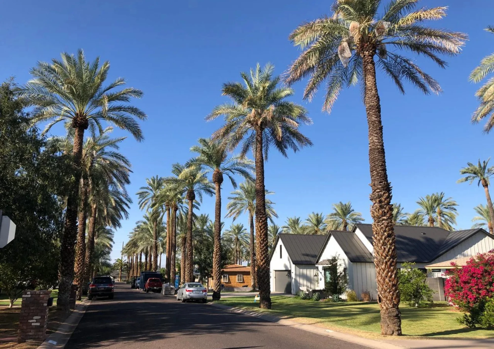 Mature palm tree in Arizona, illustrating longevity and maintenance advice from AZ Palm Trimmers
