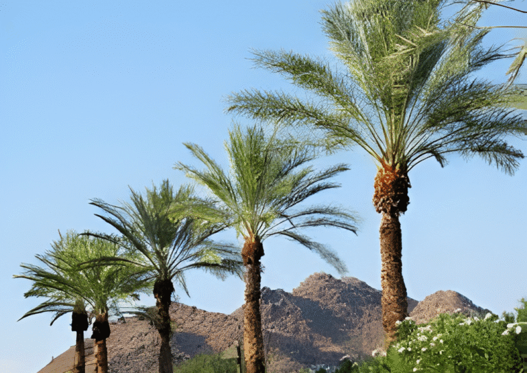 Palm tree in Arizona showing signs of heat stress, care and recovery tips by AZ Palm Trimmers