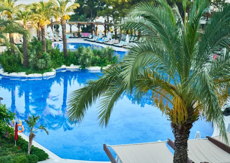 Palm tree planted close to a swimming pool, showing proper distance from house, advice by AZ Palm Trimmers