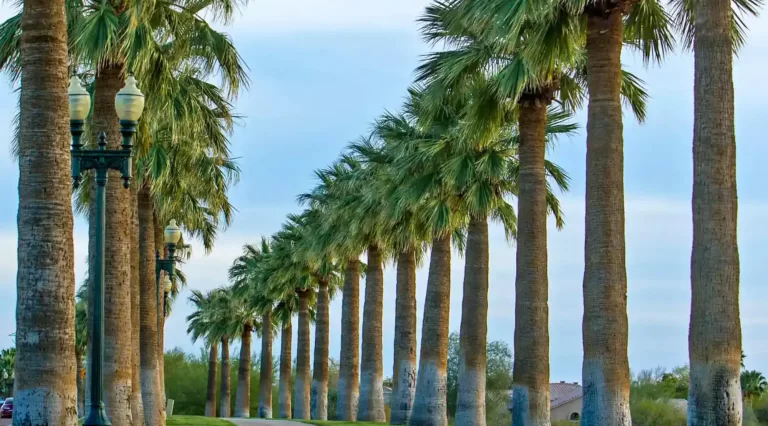 Palm tree being skinned to remove old fronds, professional palm care by AZ Palm Trimmers