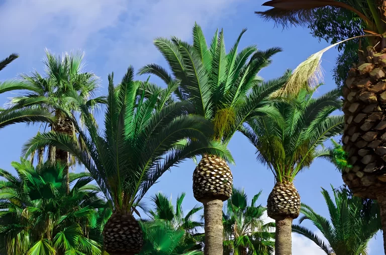 Healthy palm trees in an Arizona desert landscape, illustrating the importance of professional palm tree trimming