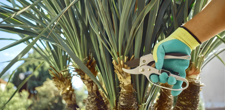 Worker trimming a palm tree to prevent overgrowth and damage, AZ Palm Trimmers in action