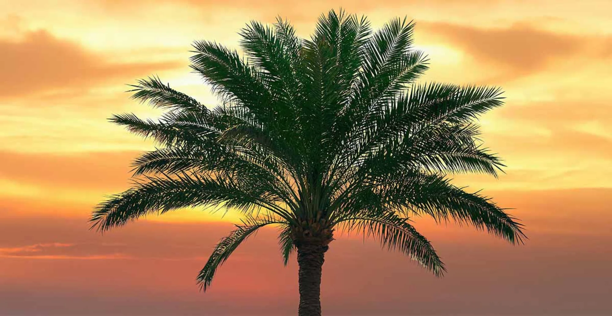 Close-up of palm tree fronds turning brown too quickly, expert care advice from AZ Palm Trimmers